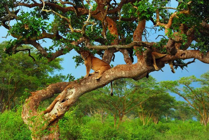 Safari por Uganda, leones trepadores